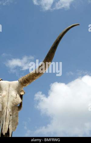 Cranio di buffalo su un palo al di fuori di Sun Foto Stock