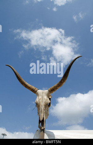 Cranio di buffalo su un palo al di fuori di Sun Foto Stock