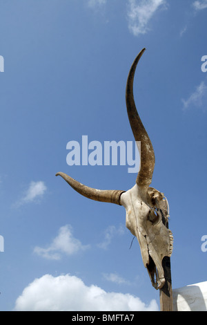 Cranio di buffalo su un palo al di fuori di Sun Foto Stock