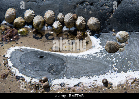 Cirripedi e patelle sulle rocce esposte a bassa marea Craster Northumberland Coast Inghilterra UK Europa