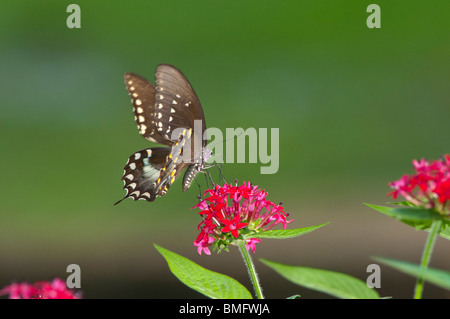 Orientale femmina a coda di rondine di Tiger butterfly (Papilio glaucus) alimentazione su Red Penta (Pentas lanceolata). Foto Stock