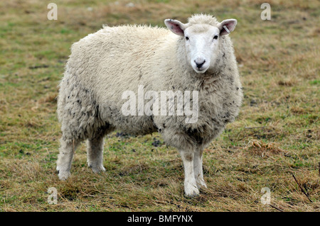 "Portland sheep' Foto Stock