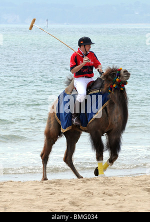 Polo di cammello sulla spiaggia, Gran Bretagna, Regno Unito Foto Stock