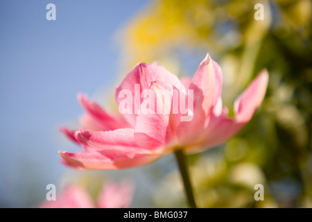 Un doppio rosa tulip in piena fioritura Foto Stock