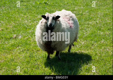 Badger faccia il gallese le pecore di montagna su un pascolo verde, Gloucestershire, Regno Unito Foto Stock