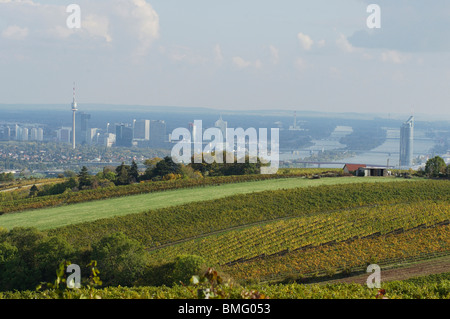 Vigneti intorno a Vienna Foto Stock