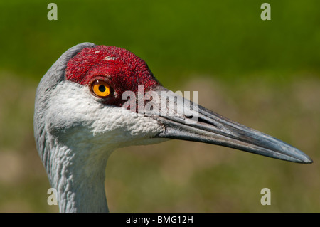 Florida Sandhill gru Foto Stock