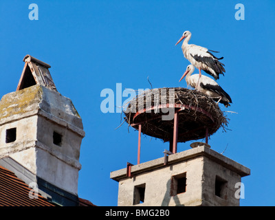 Due cicogne nel nido a ruggine, Austria Foto Stock