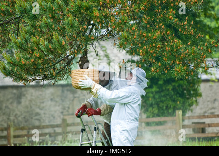 Apicoltori la rimozione di uno sciame di api a partire dal ramo di albero Foto Stock