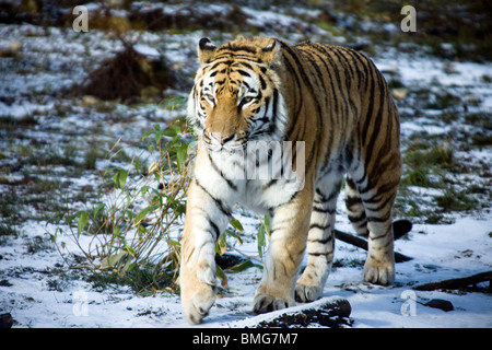 Questa vista è di un aggirava tigre di Amur Foto Stock