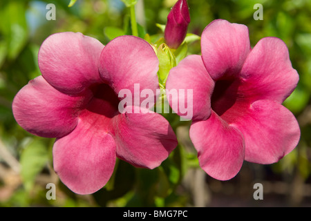 L'Allamanda blanchetii o viola l'Allamanda in fiore Foto Stock