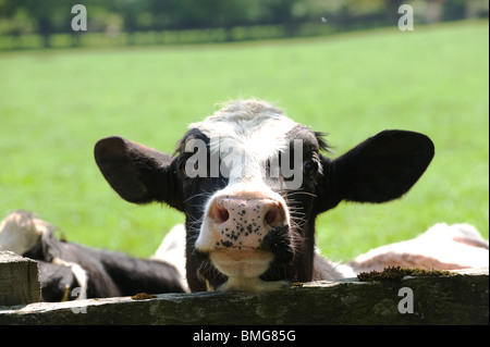 Curiosità mucca dietro il recinto in azienda Foto Stock