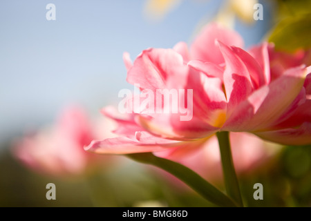 Un doppio rosa tulip in piena fioritura Foto Stock