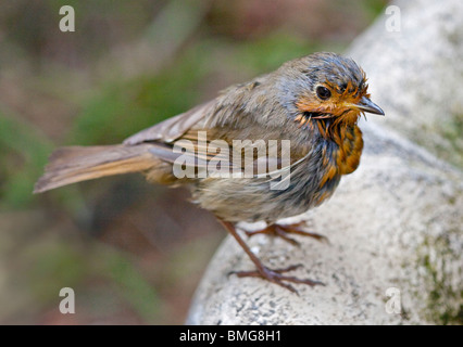 I capretti Unione Robin (erithacus rubecula) al Bagno uccelli Foto Stock