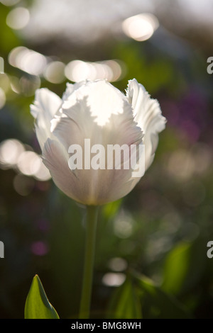 Un bianco e rosa parrot tulip in piena fioritura Foto Stock