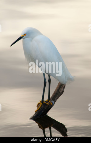 Snowy Garzetta (Egretta thuja), di allevamento e di colore del piumaggio. Foto Stock