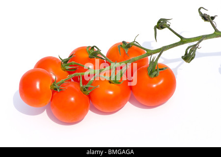 Pomodori ciliegia sulla vite isolati su sfondo bianco Foto Stock