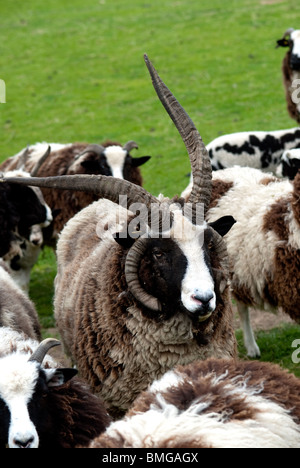 Gregge di razza rara Giacobbe ovini Foto Stock