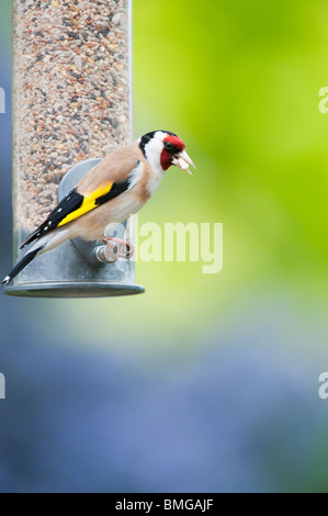 Cardellino sulle sementi di uccello alimentatore in un giardino contro uno sfondo colorato Foto Stock