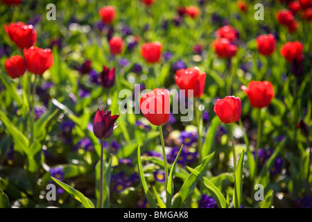 Un letto di tulipani rossi e fiori viola Foto Stock