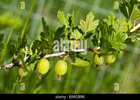 Close up di uva spina verde sulla boccola Foto Stock