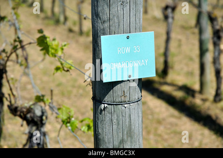 L'uva Chardonnay,varietale Carter vigna, Boxted, Colchester, Essex, Inghilterra, Regno Unito. Foto Stock