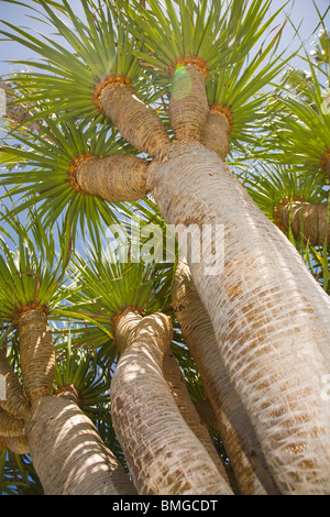 Canaria di dragon tree Dracaena draco Foto Stock