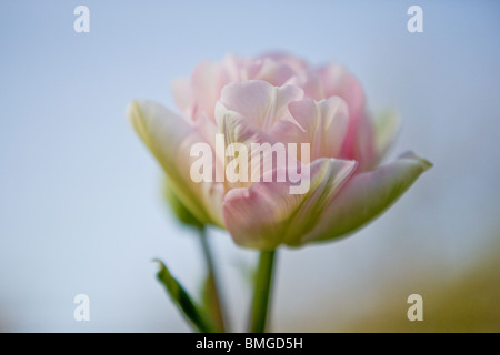 Doppia rosa tulip in piena fioritura Foto Stock