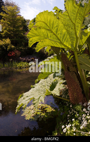 Regno Unito, Inghilterra, Devon, Brixham, Coleton Fishacre House, giardini gunnera manicata in foglia completa Foto Stock