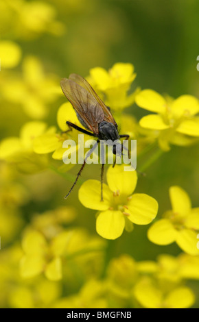 La danza volare, Empis tessellata, Empididae, Diptera, sulla sfera di senape Foto Stock