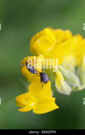 Due piccoli coleotteri di polline, Meligethes erichsoni, Nitidulidae, su un prato Vetchling, Lathyrus pratensis Fabaceae. Foto Stock