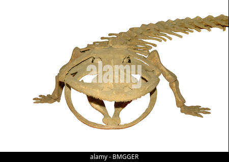 Scheletro di fossili gigante cinese salamander mostrando grande ganasce con masse di piccoli denti Foto Stock