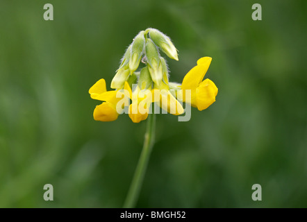 Meadow Vetchling, Lathyrus pratensis Fabaceae Foto Stock