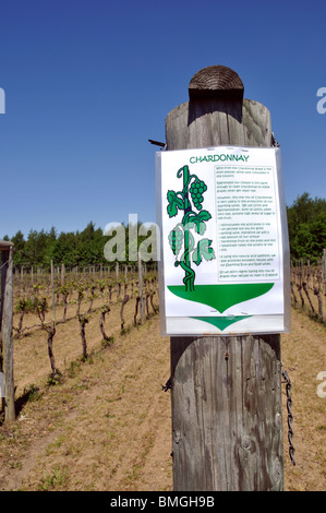 L'uva Chardonnay,varietale Carter vigna, Boxted, Colchester, Essex, Inghilterra, Regno Unito. Foto Stock