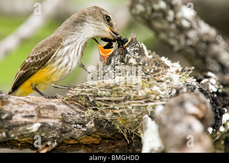 Vermiglio Flycatcher (femmina) con i giovani - Los Novios Ranch - vicino a Cotulla, Texas USA Foto Stock