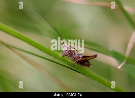 Roesel's Bush Cricket, Metrioptera roeseli, Tettigoniidae. (Roesel's Bush-cricket) Foto Stock