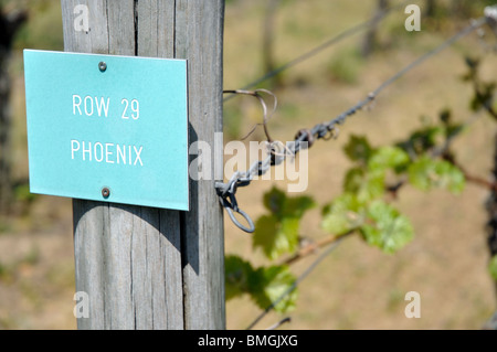 Phoenix varietale di uve,Carter vigna, Boxted, Colchester, Essex, Inghilterra, Regno Unito. Foto Stock