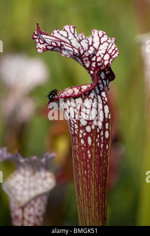 Carnivori di bianco-sormontato pianta brocca Sarracenia leucophylla con volare la raccolta di nettare Alabama USA Foto Stock