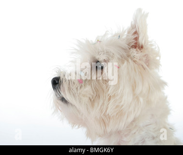 West Highland White Terrier isolato. Foto Stock