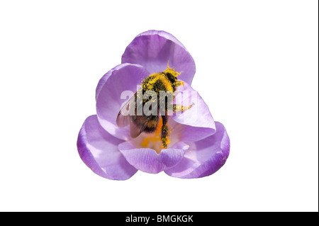 Bumblebee coperti di polline rovistando nel fiore Crocus Foto Stock