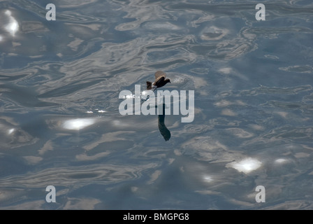 Elliot's Storm-petrel (Oceanites gracilis galapagoenis) Foto Stock