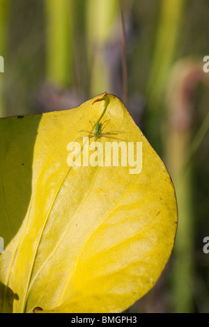 Green Lynx Spider tromba pianta brocca Sarracenia flava Florida Foto Stock