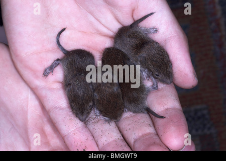 Salvato baby topi legno Apodemus sylvaticus in childs mano. Inghilterra Foto Stock