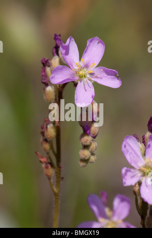 Pianta carnivora Thread-lasciava Sundews in fiore Drosera filiformis var tracyi Alabama USA Foto Stock