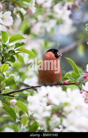 Bullfinch maschio in crab apple albero pieno di fiori , in Inghilterra, Regno Unito Foto Stock