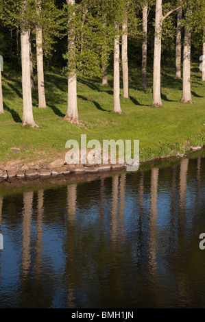 Mertoun pioppi sul fiume Tweed presso Mertoun Bridge, St Boswells, Scottish Borders - famosa pesca al salmone beat. Foto Stock