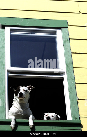 Due Jack Russell guardando fuori della finestra., Ketchikan, Alaska, Stati Uniti - (foto: Derek Vallintine) Foto Stock