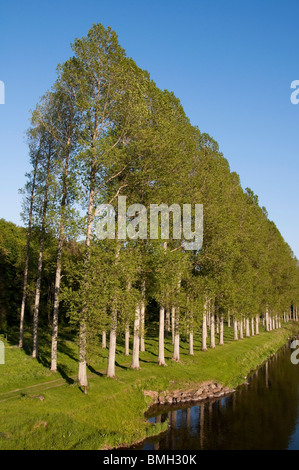 Mertoun pioppi sul fiume Tweed presso Mertoun Bridge, St Boswells, Scottish Borders - famosa pesca al salmone beat. Foto Stock