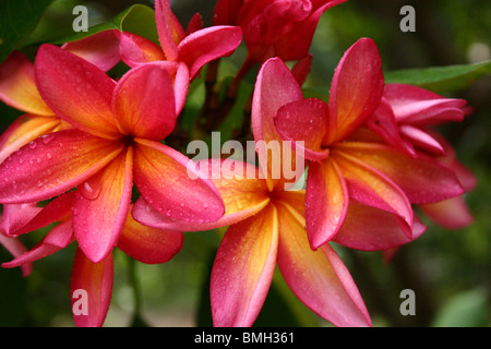 Primo piano di colore rosso brillante, rosa e arancio fiori di plumeria con gocce di rugiada oahu, hi Foto Stock