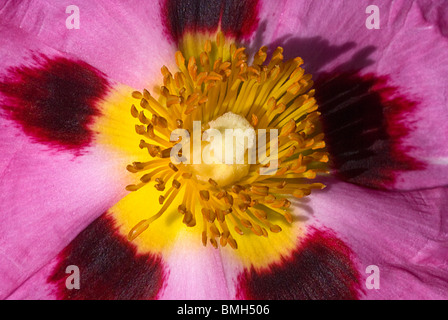 Cistus Purpureus Foto Stock